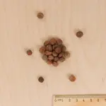 Légumes Secs - Pois Mangetout Carouby de Maussane - 20 m - MEDIA_3D